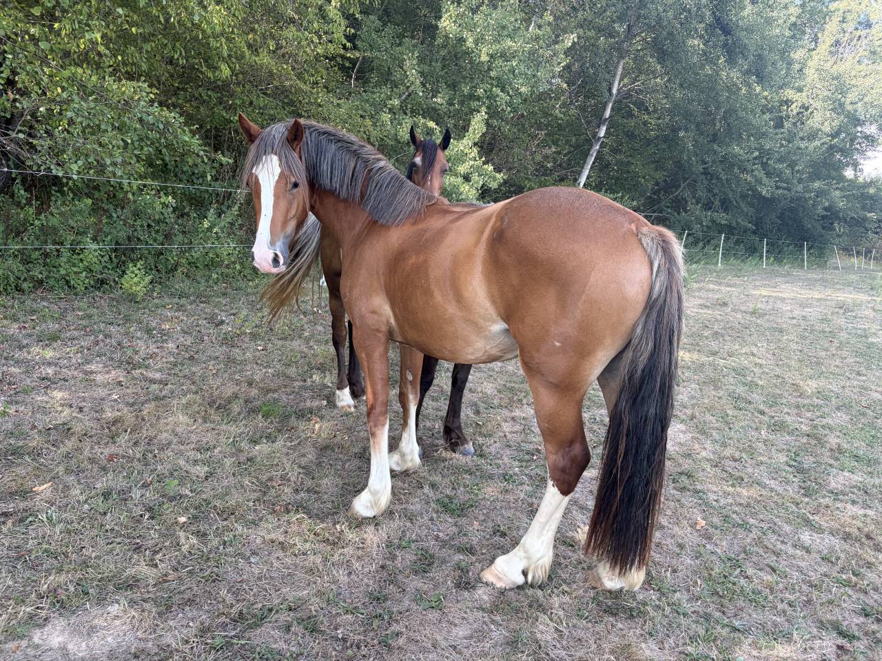 Ponette Welsh Cob 
