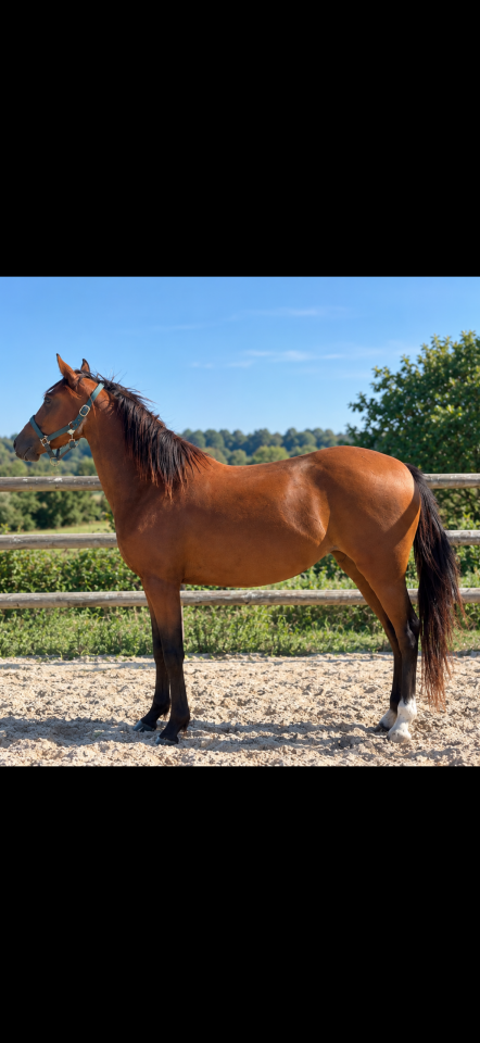 Ponette 3 ans pour sport 