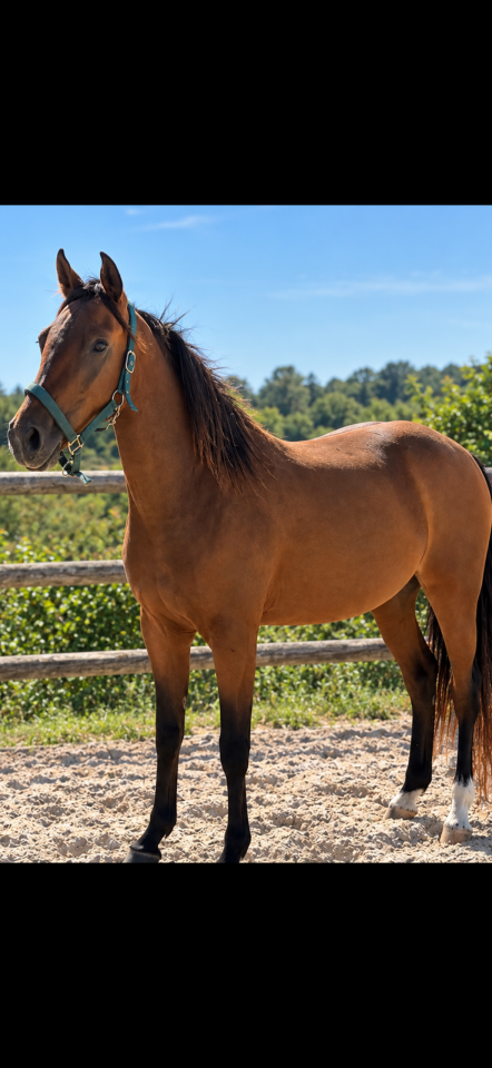 Ponette 3 ans pour sport 