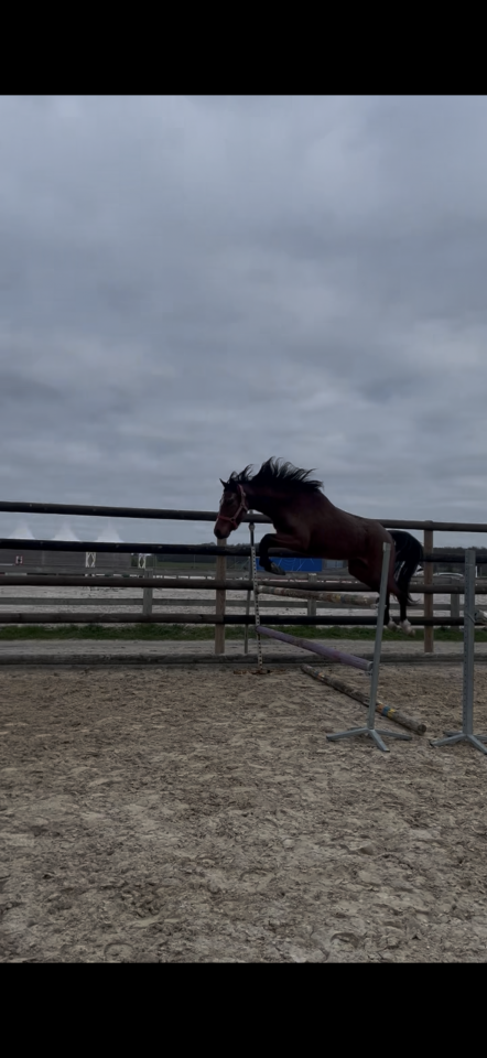 Ponette 3 ans pour sport 