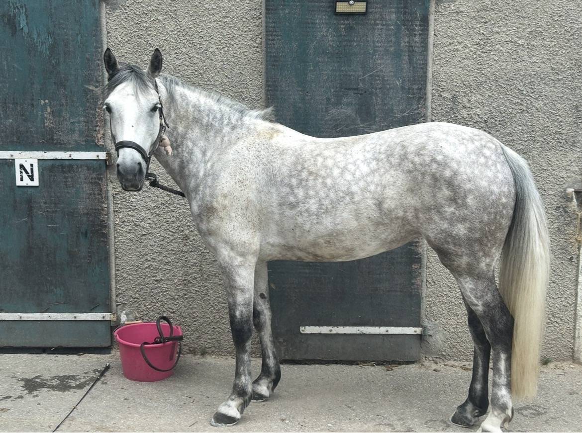 Jument Connema 11 ans 146 cm