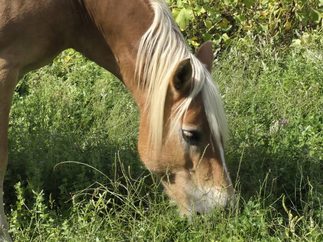 Alina et Isalyne: Une paire parfaite d'Haflinger