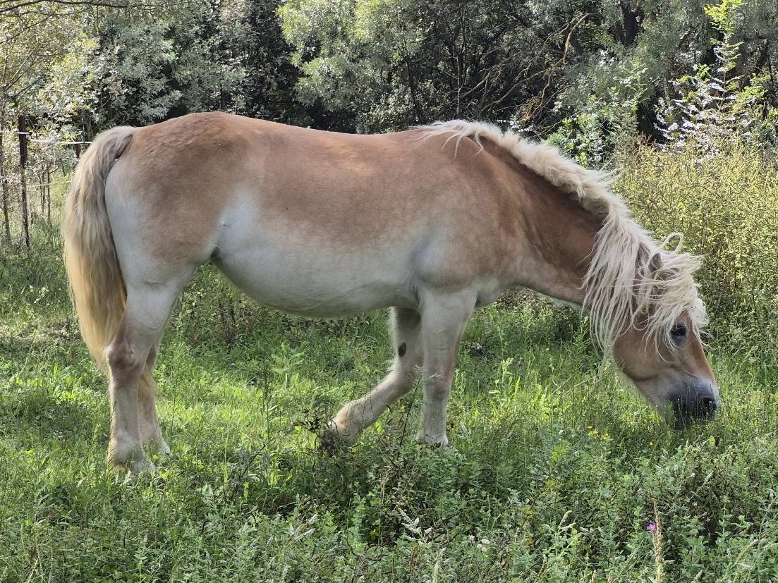 Alina et Isalyne: Une paire parfaite d'Haflinger