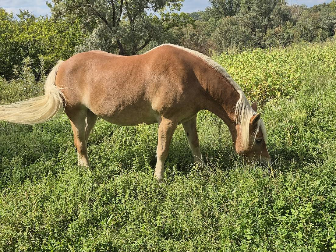 Alina et Isalyne: Une paire parfaite d'Haflinger