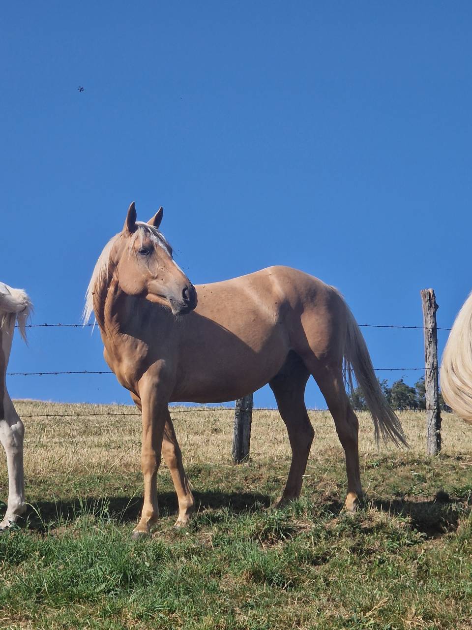 Hongre AES 2024 palomino 