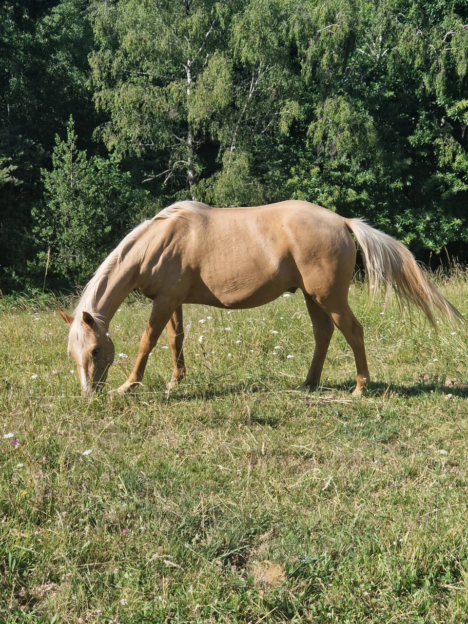 Hongre AES 2024 palomino 
