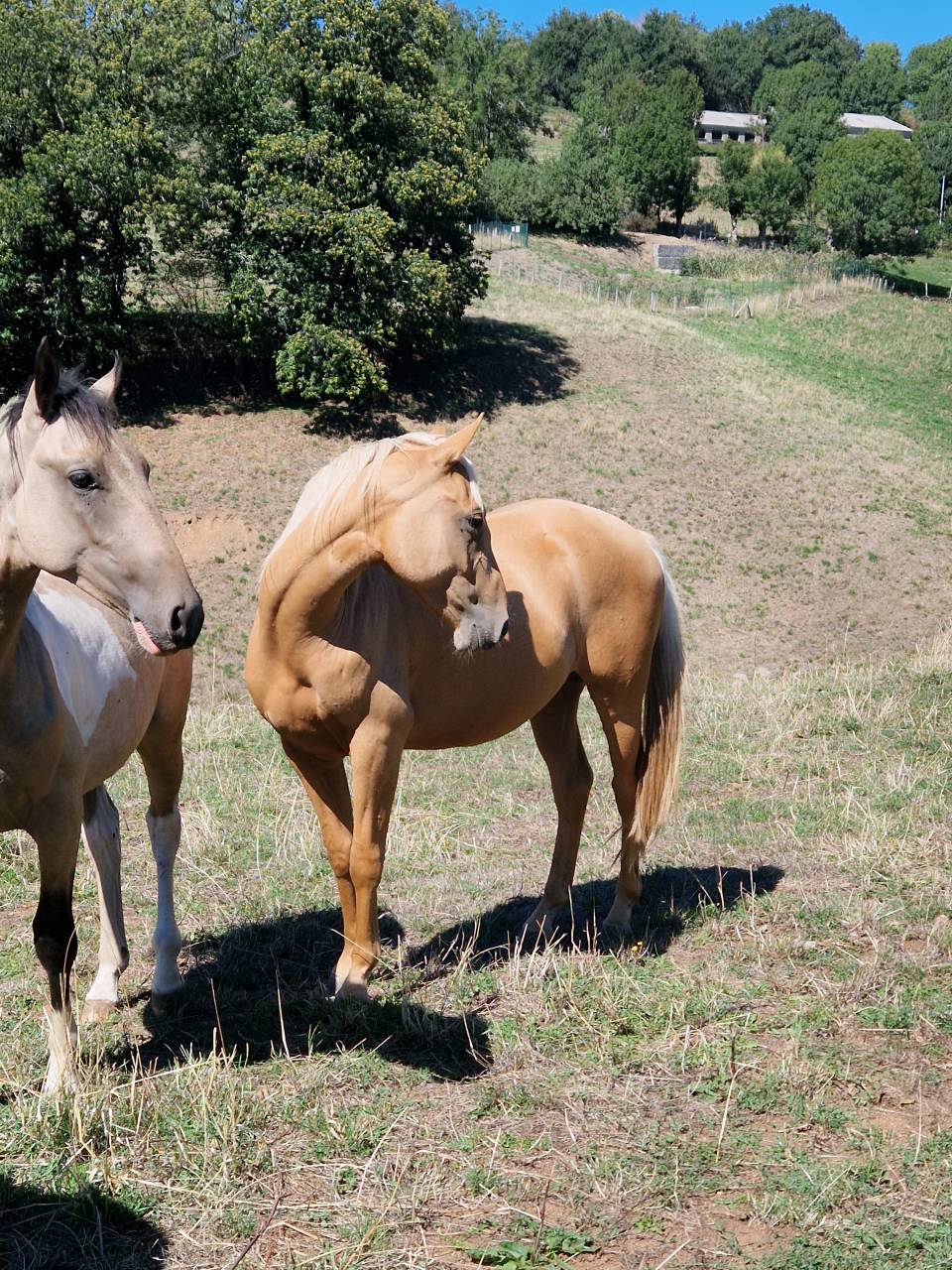 Hongre AES 2024 palomino 