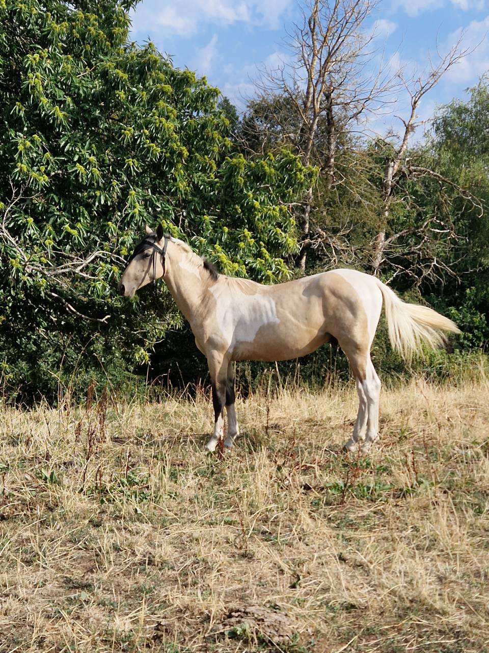 Poulain m&acirc;le AES 2025 ( AES x akhal teke)