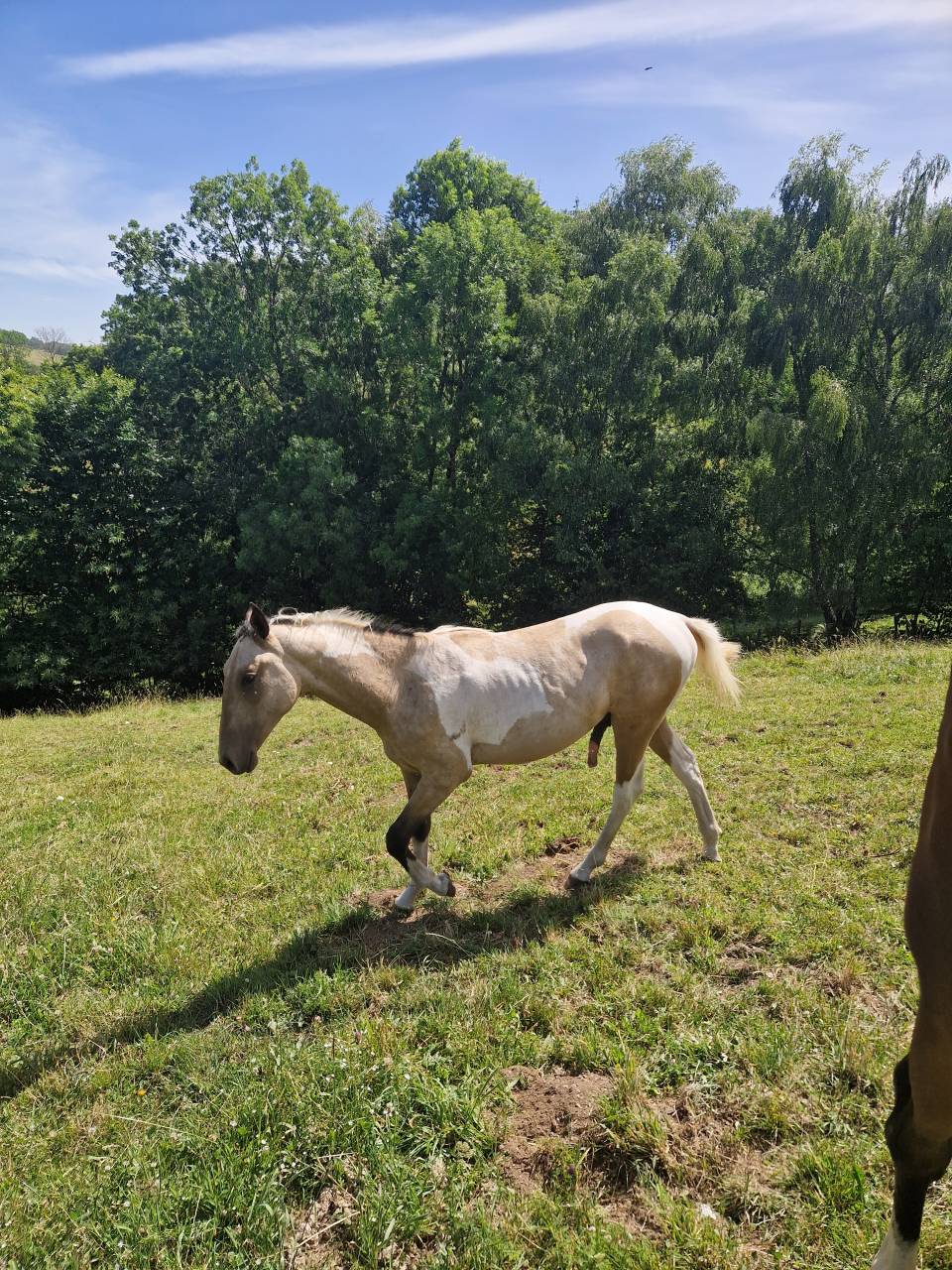 Poulain m&acirc;le AES 2025 ( AES x akhal teke)