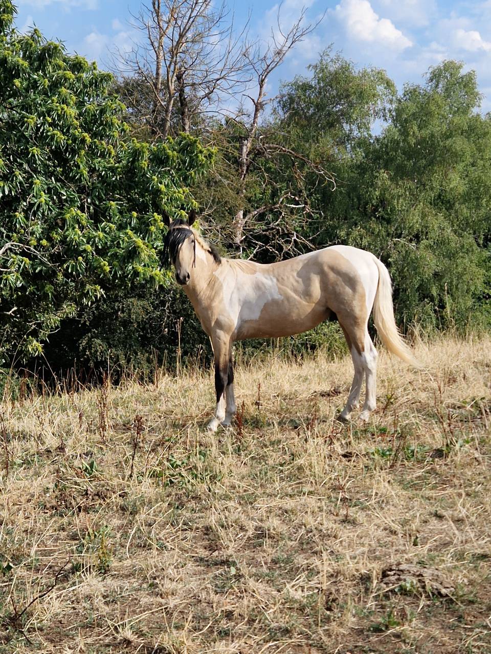 Poulain m&acirc;le AES 2025 ( AES x akhal teke)