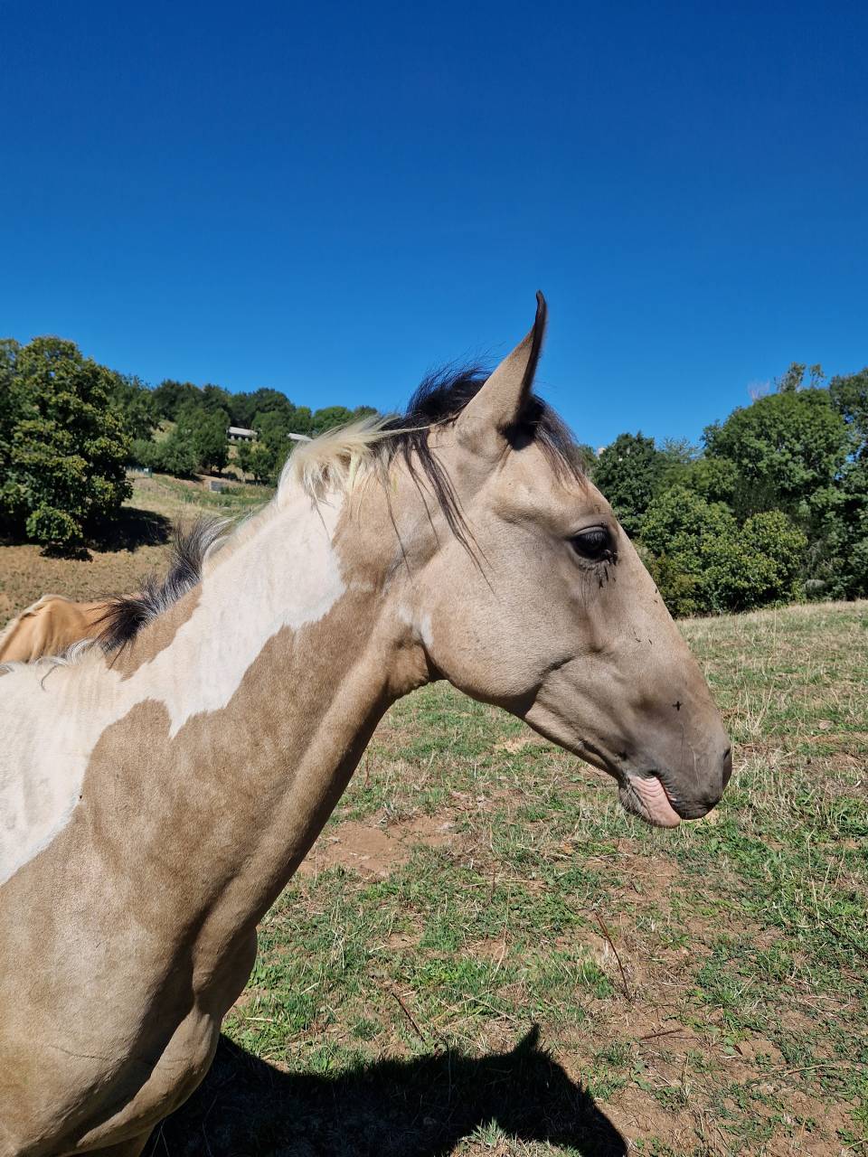 Poulain m&acirc;le AES 2025 ( AES x akhal teke)