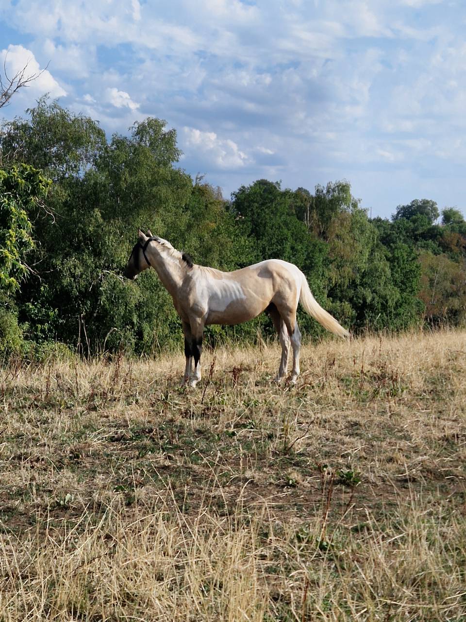 Poulain m&acirc;le AES 2025 ( AES x akhal teke)