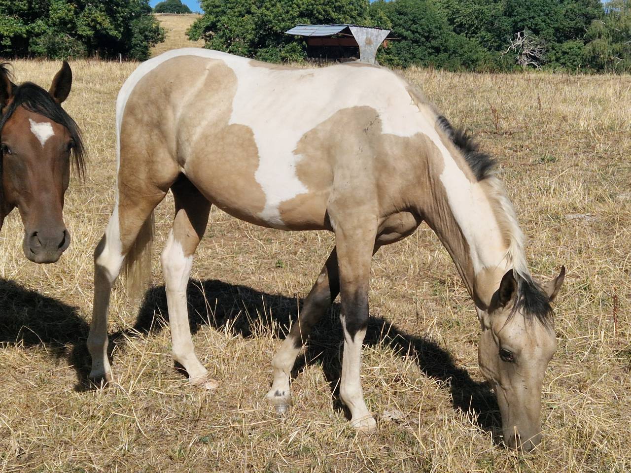 Poulain m&acirc;le AES 2025 ( AES x akhal teke)