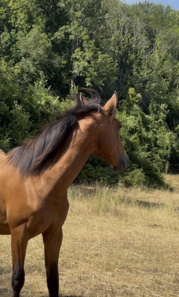 Poulain Royal Belgian Palomino 