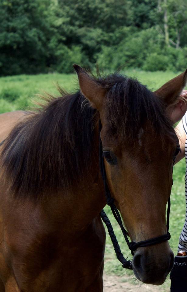 Poulain Royal Belgian Palomino 