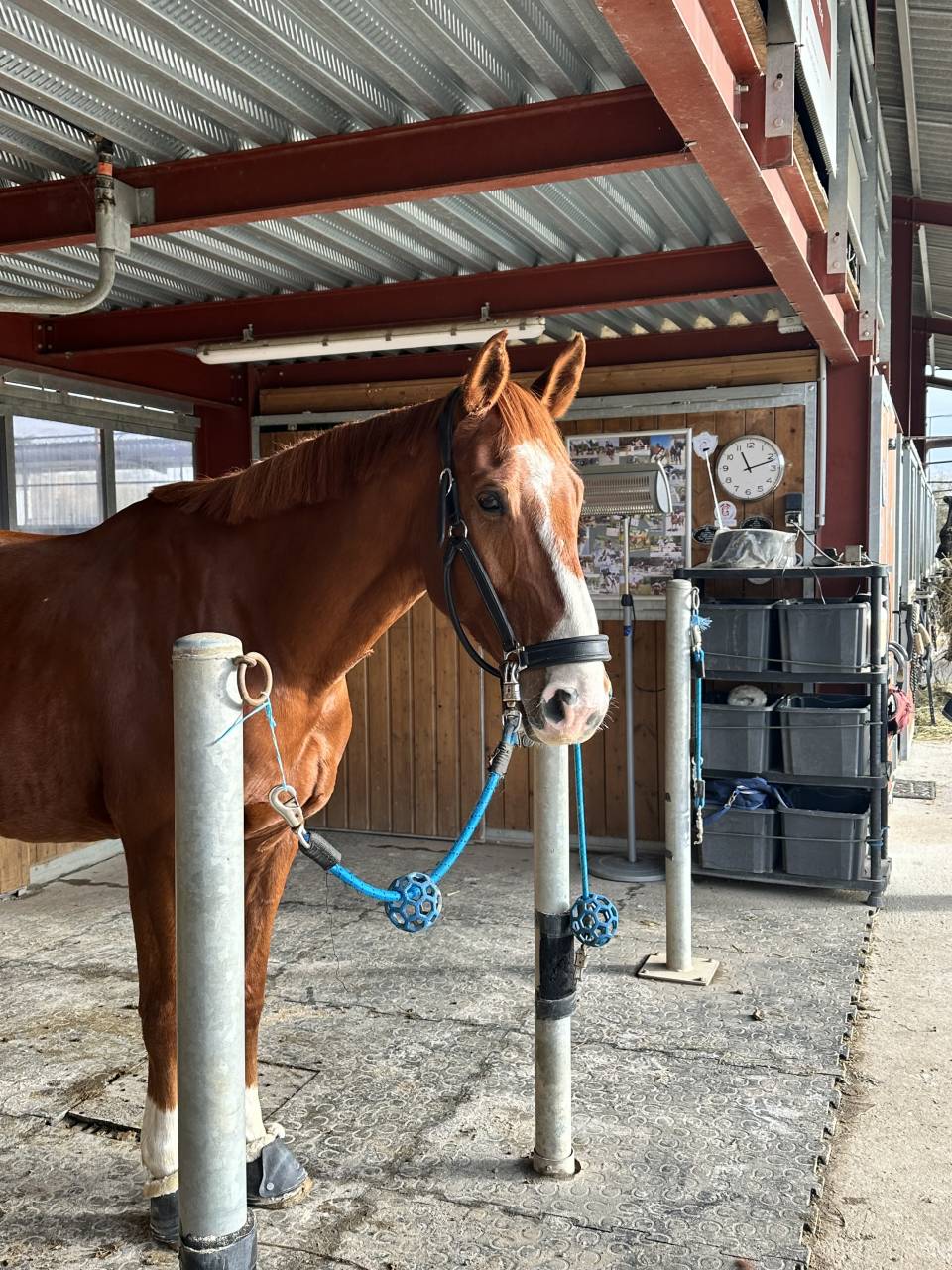 Cheval de sport 