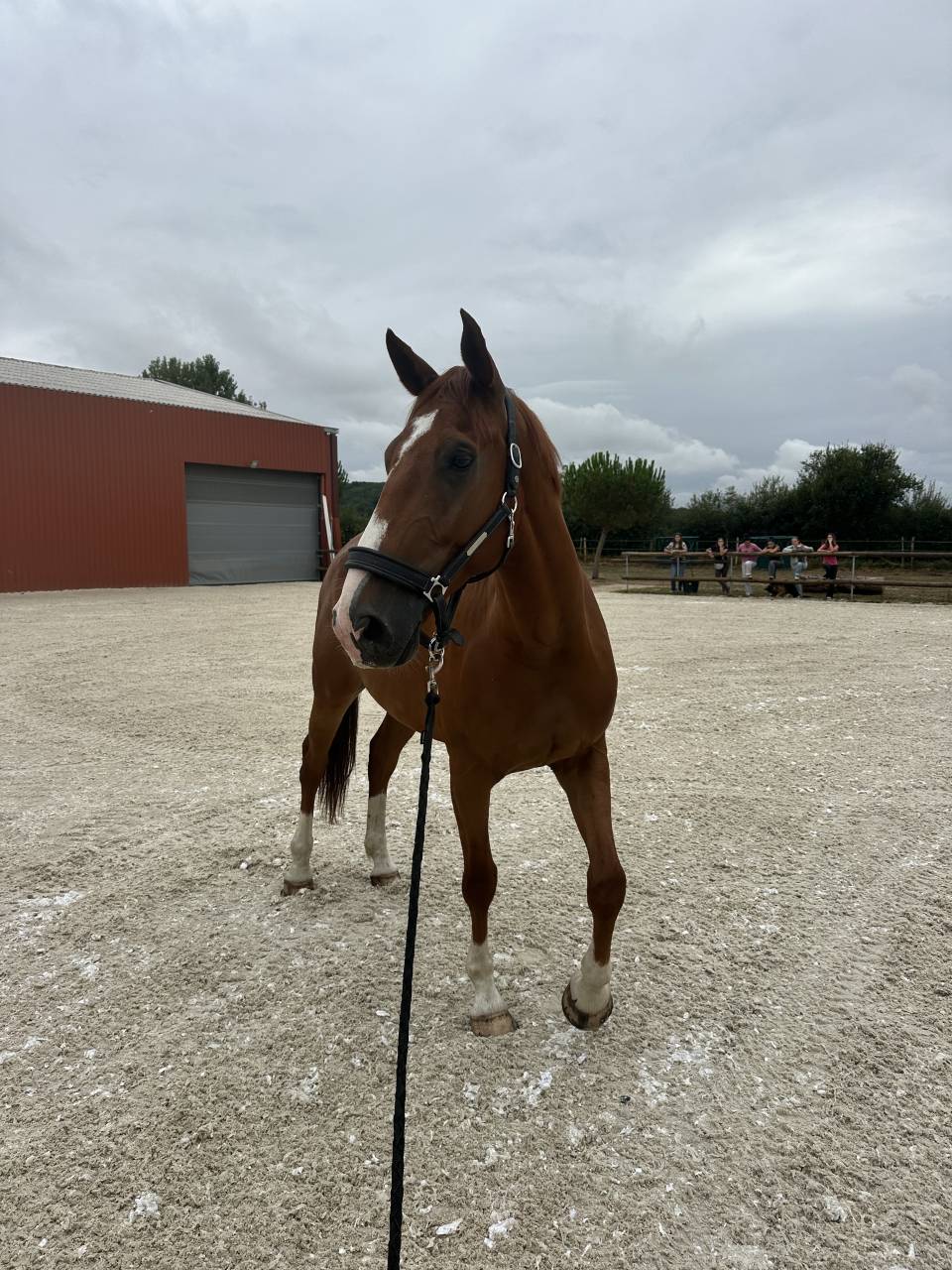 Cheval de sport 