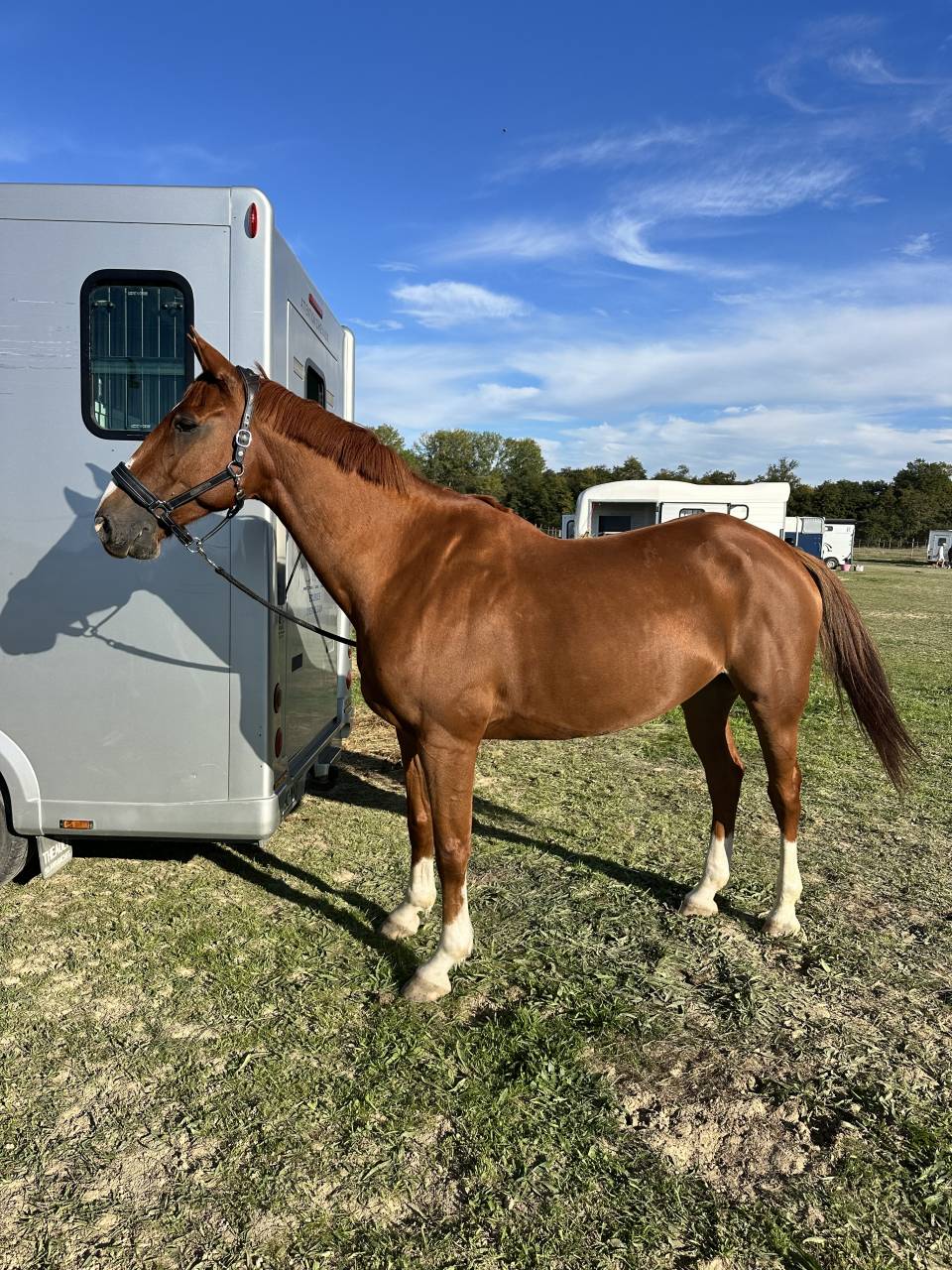 Cheval de sport 