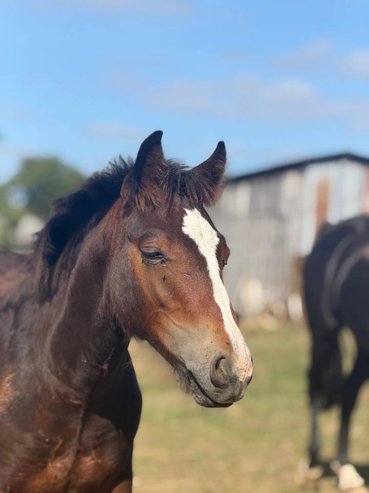Poulain Welsh Part Bred