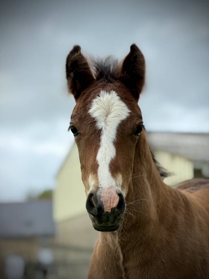 Poulain Welsh Part Bred