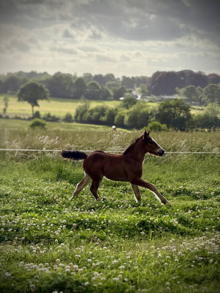 Poulain Welsh Part Bred