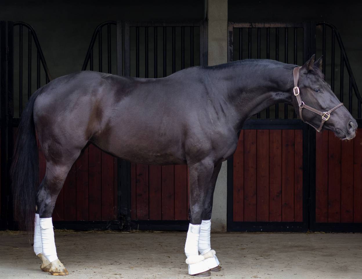 JUMENT DE DRESSAGE (CCE) &ndash; 4 ANS &ndash; JAYSON x GRIBALDI 