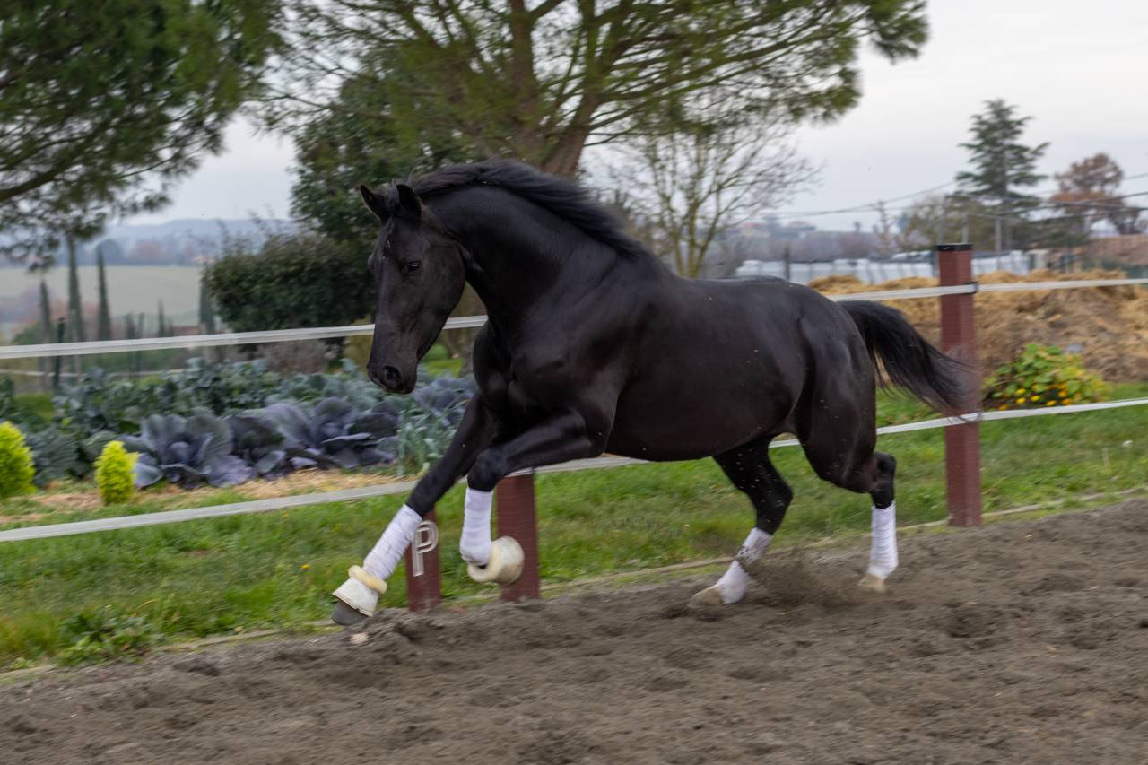 JUMENT DE DRESSAGE (CCE) &ndash; 4 ANS &ndash; JAYSON x GRIBALDI 
