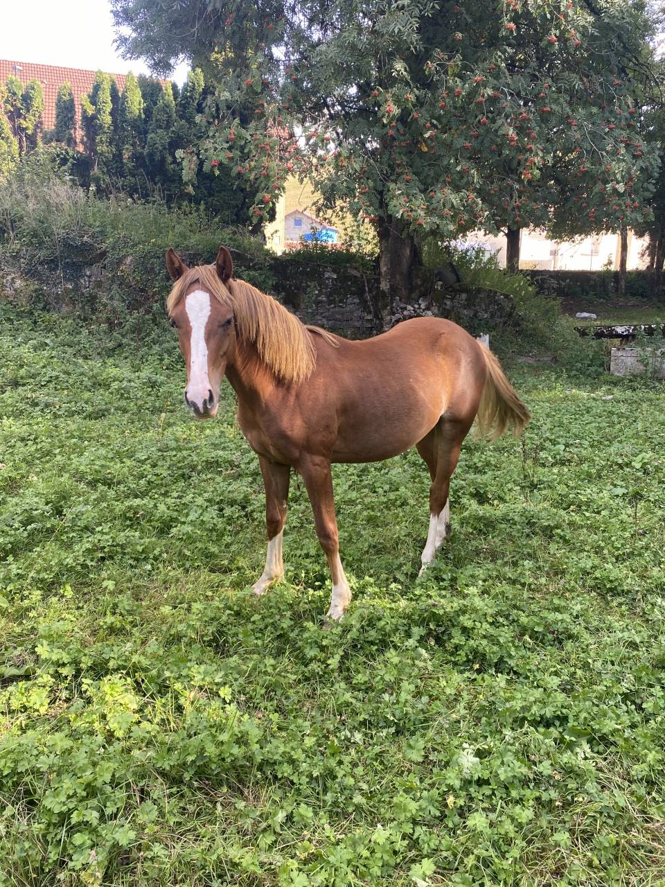 Poulain PSF Piment
