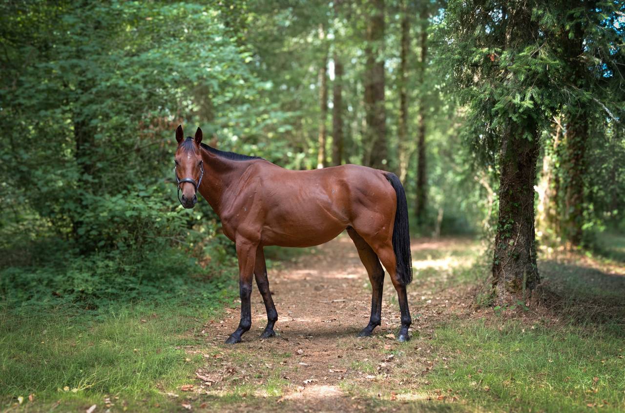 Hongre de 6 ans polyvalent