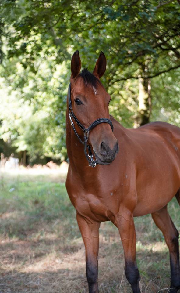Hongre de 6 ans polyvalent