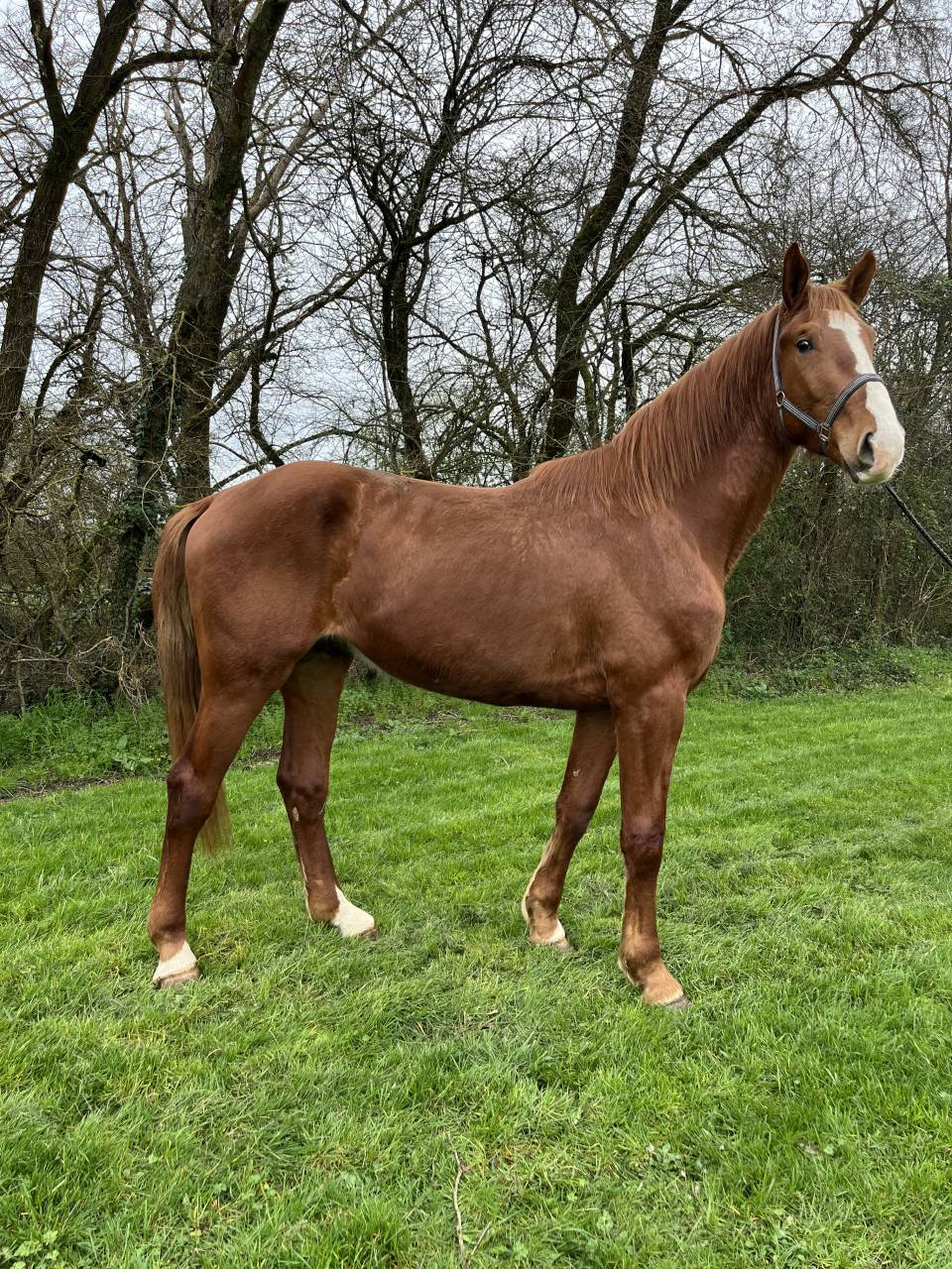 Cheval de sport 