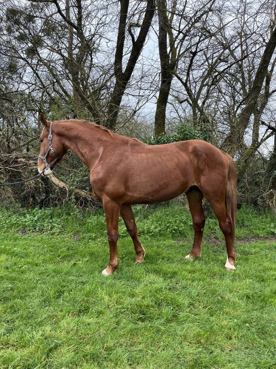 Cheval de sport 