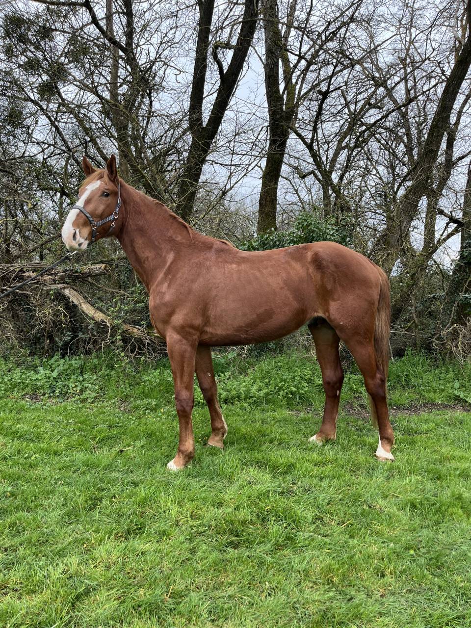 Cheval de sport 