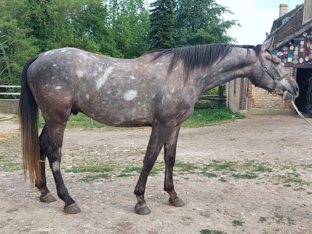 Hongre Selle Fran&ccedil;ais 3 ans