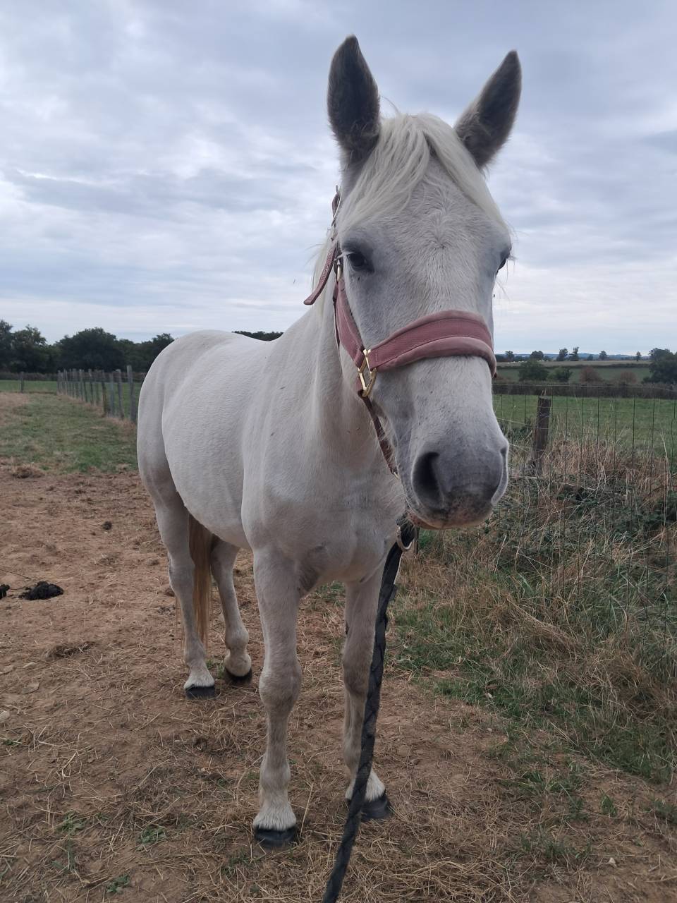 Poney - Hongre connemara plein papier de 6 ans