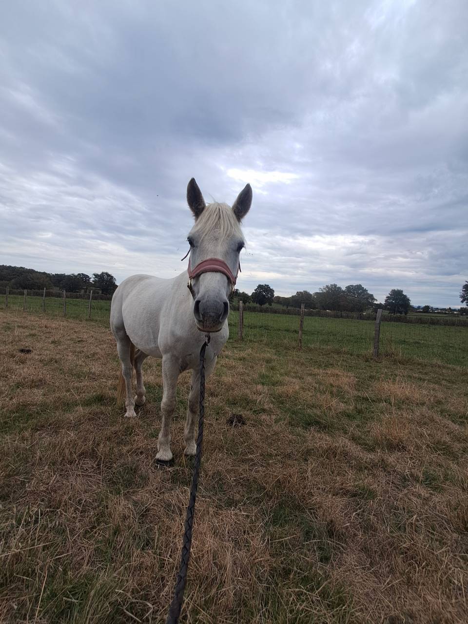 Poney - Hongre connemara plein papier de 6 ans