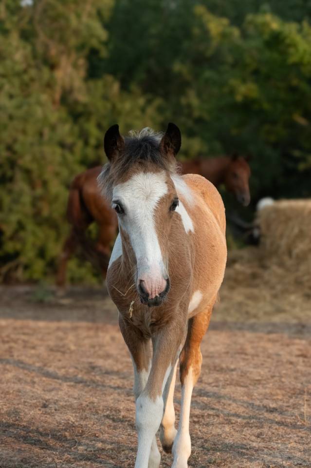 Poney taille C 