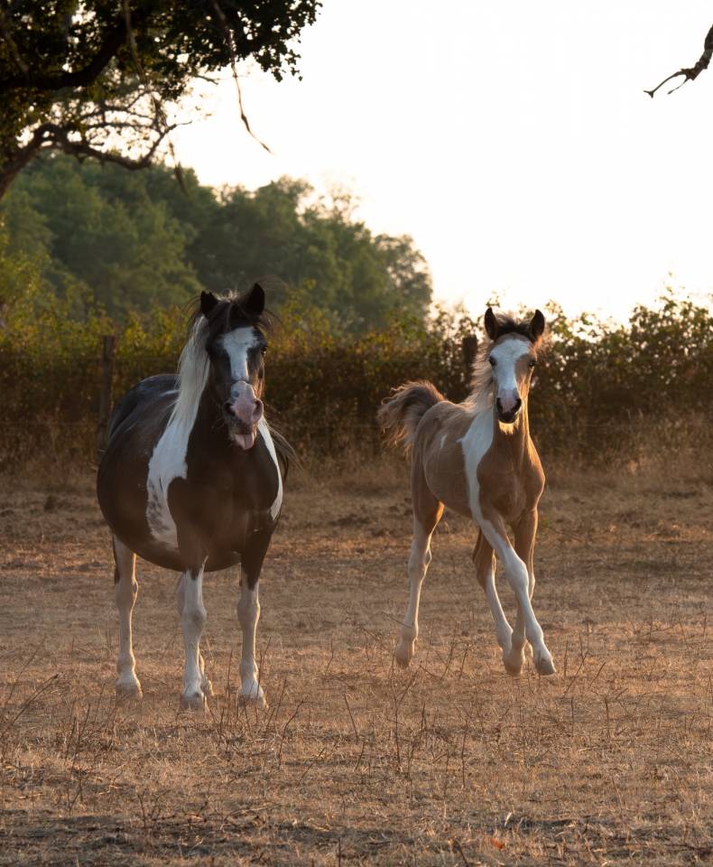 Poney taille C 