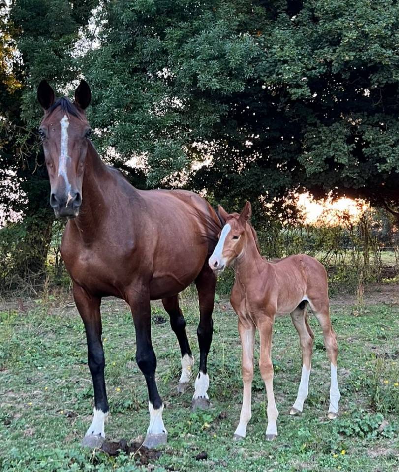 Foal Candy de Nantuel x Quick Star 
