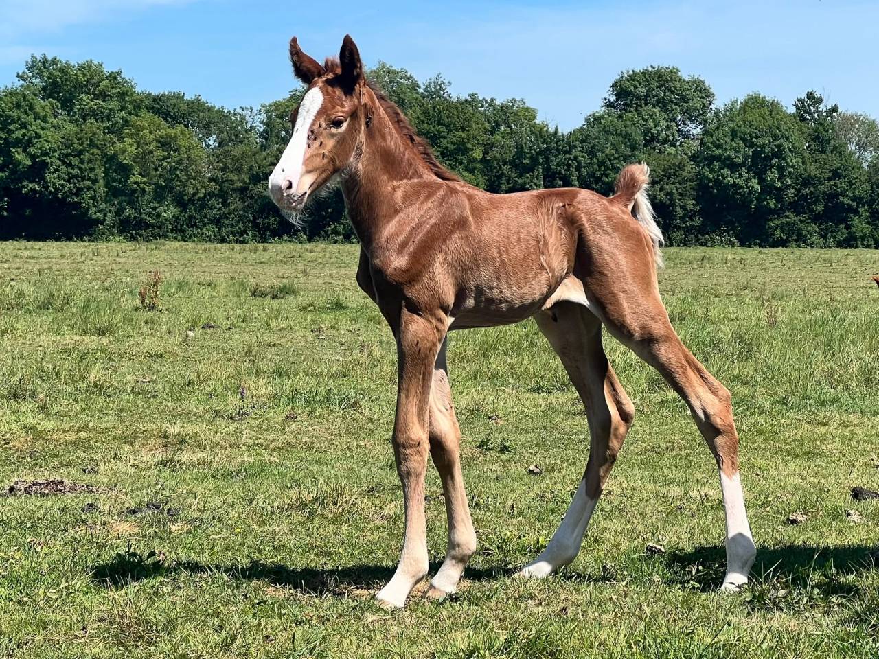 Foal Candy de Nantuel x Quick Star 