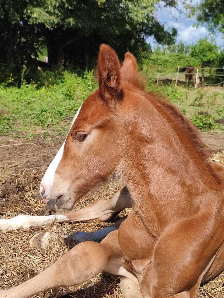 Foal Candy de Nantuel x Quick Star 