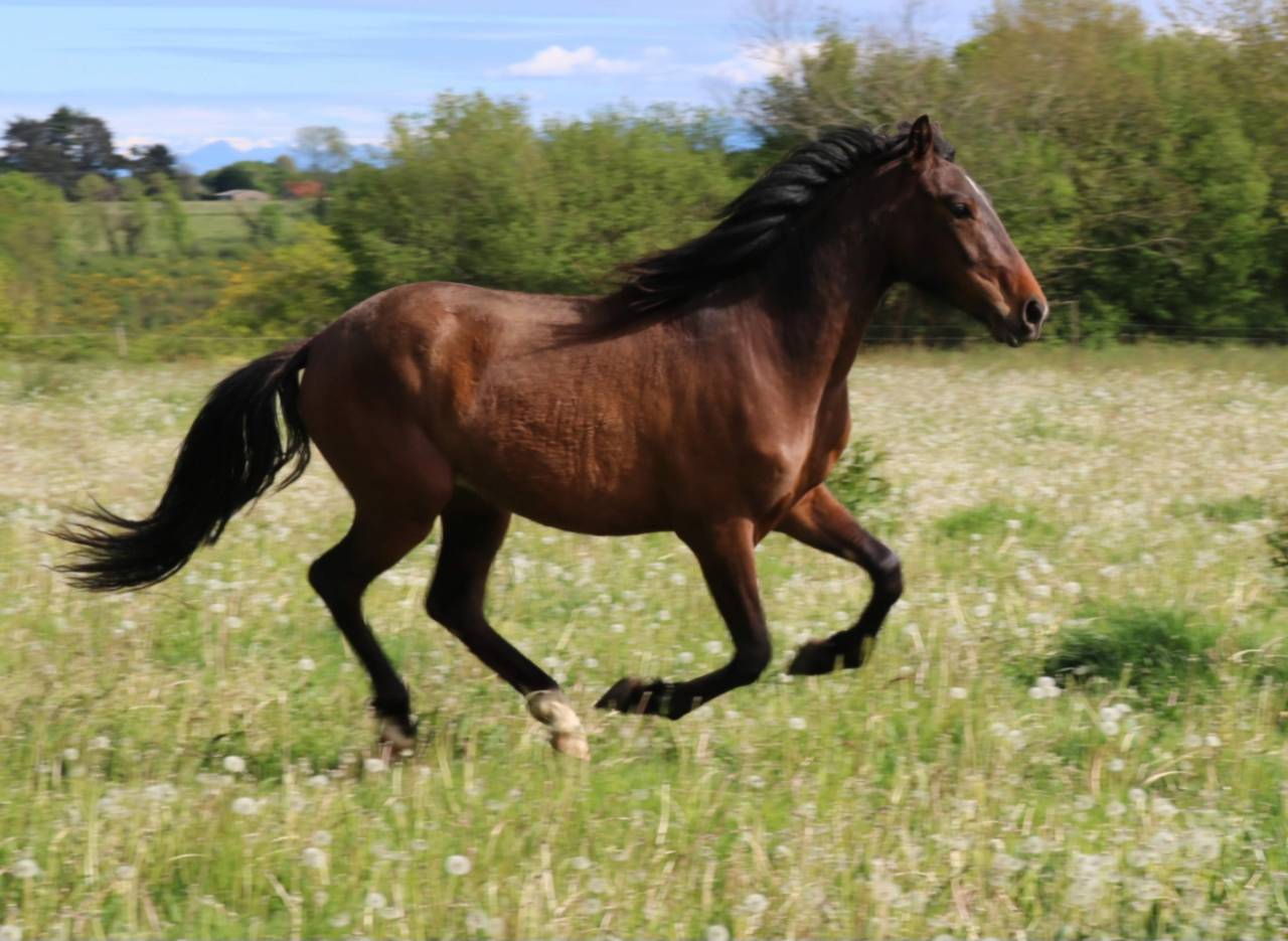 Cheval Pure Race Espagnole 