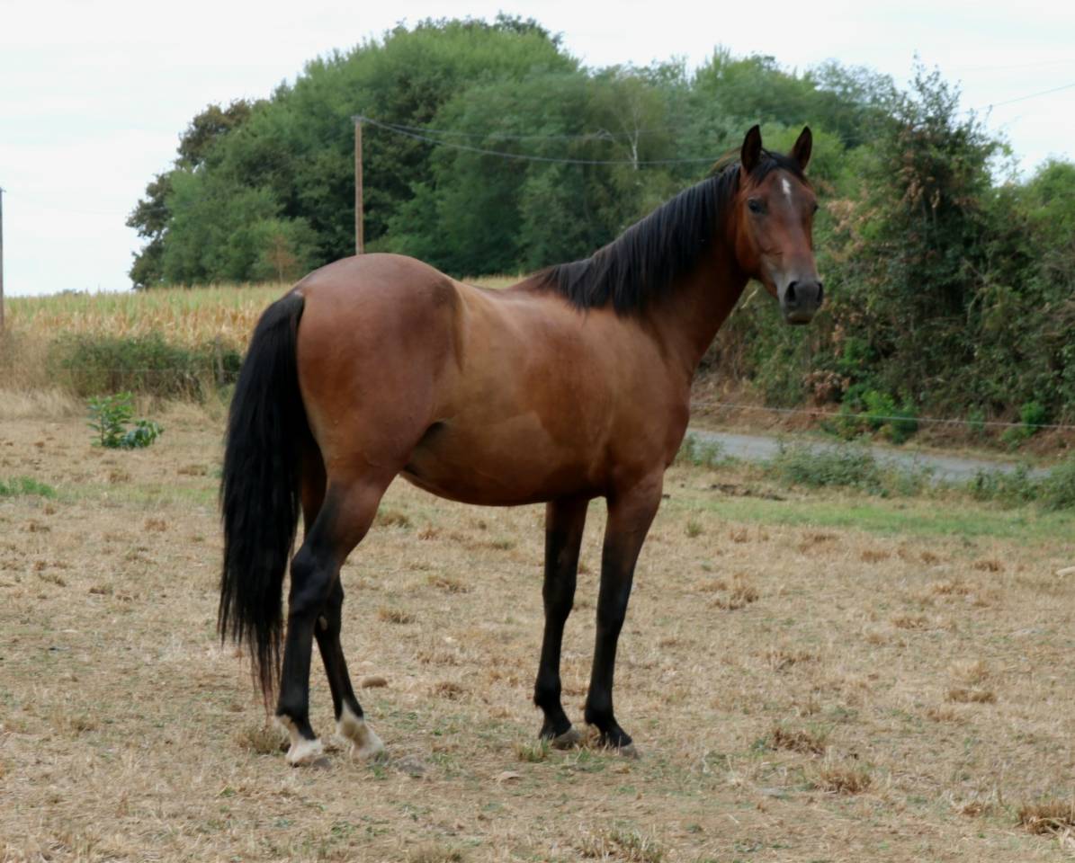 Cheval Pure Race Espagnole 