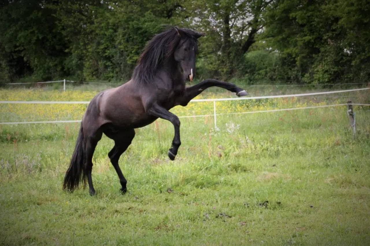 Cheval Pure Race Espagnole 