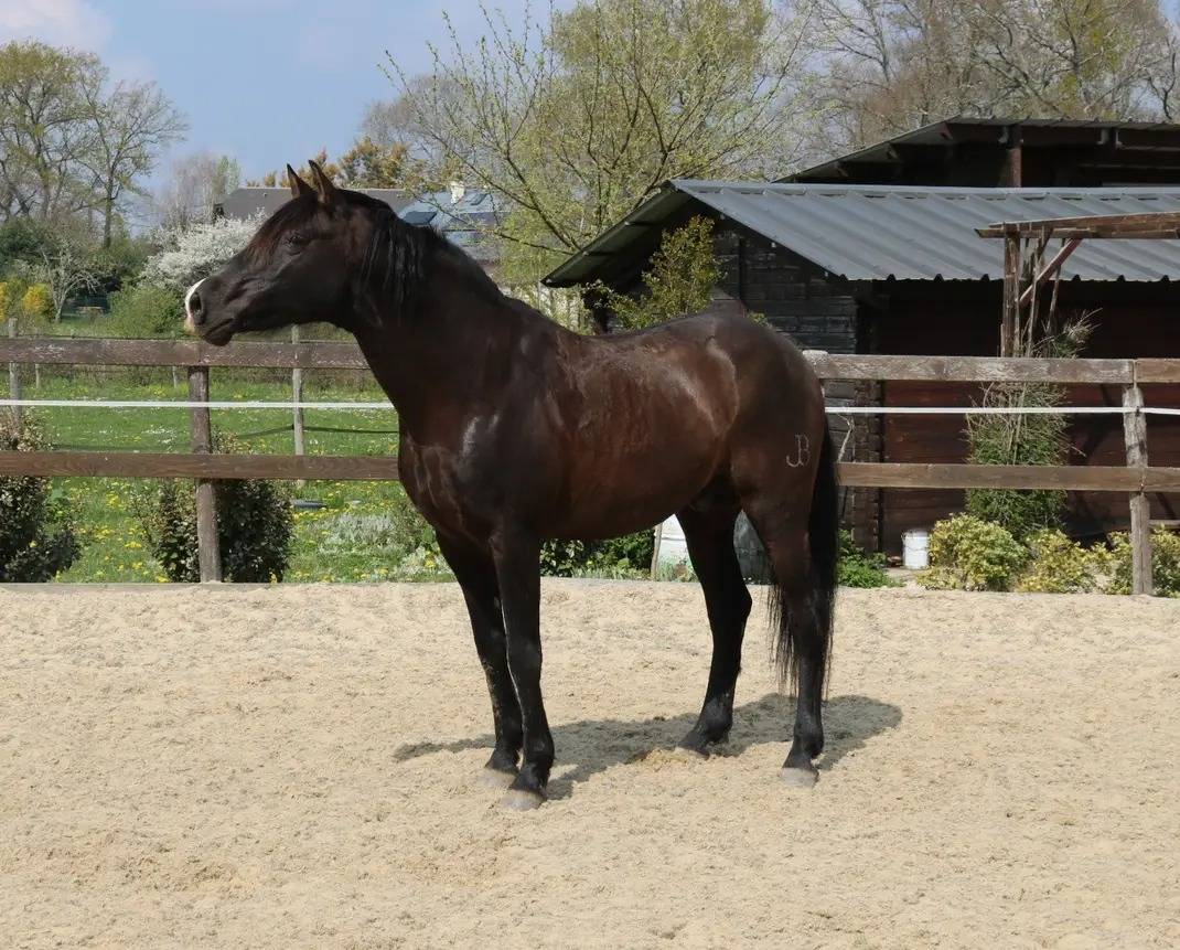 Cheval Pure Race Espagnole 