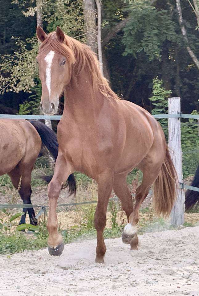 N&eacute;o, 3,5 ans 