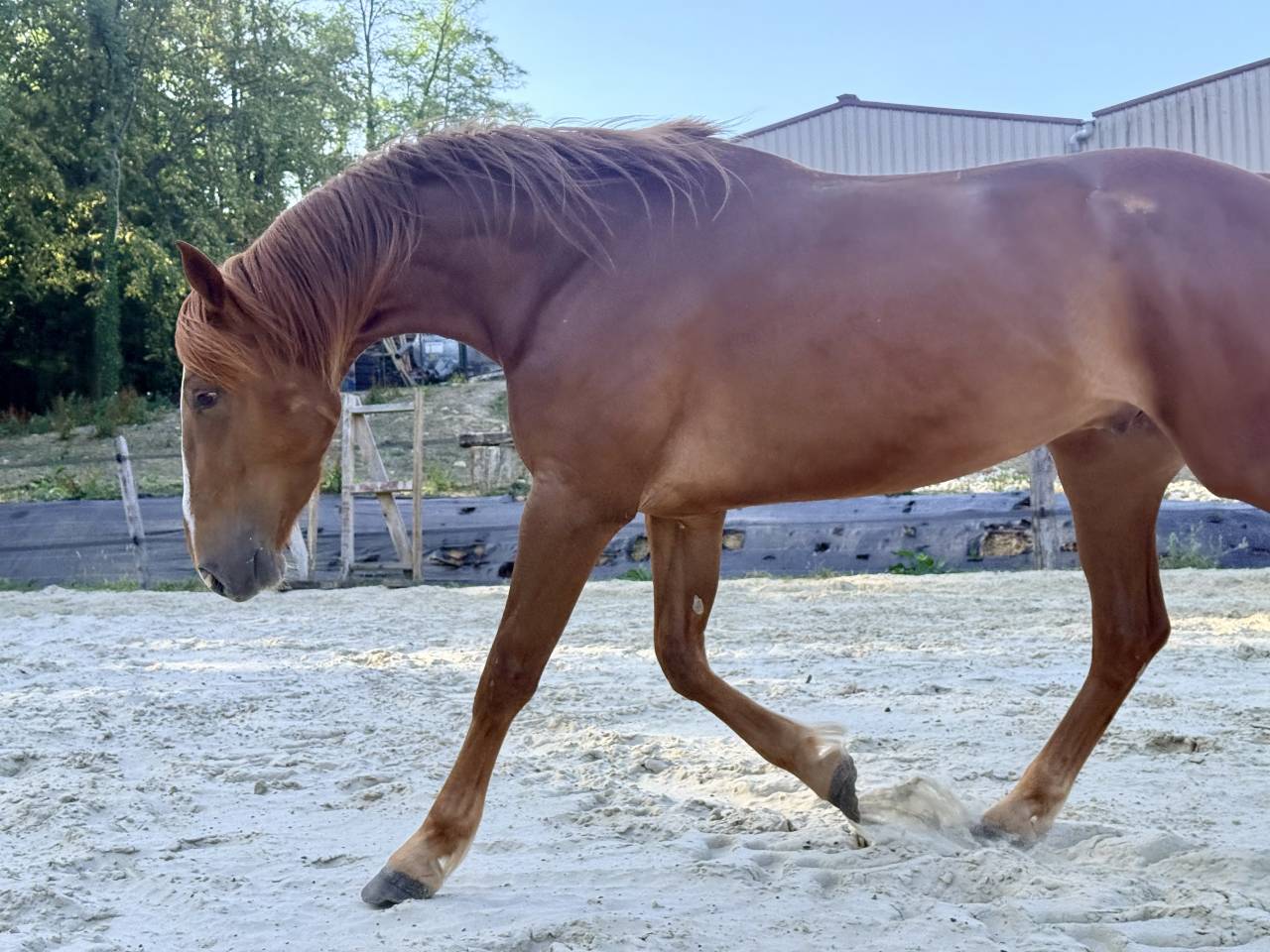 N&eacute;o, 3,5 ans 
