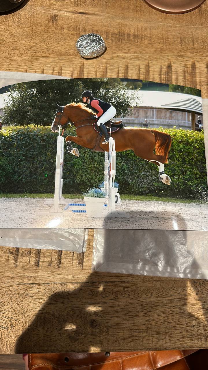 Cheval magnifique &agrave; vendre 