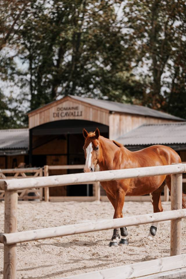Cheval magnifique &agrave; vendre 