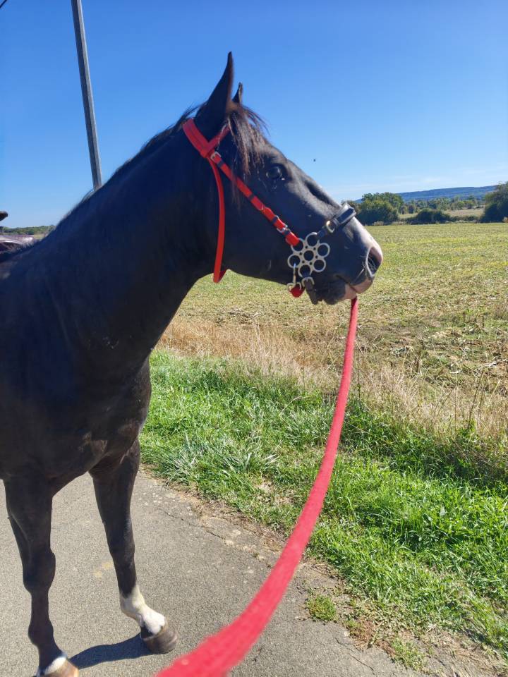 Paint horse 
